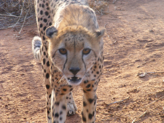 Nemm Tours and Safaris-迪亚尼必去景点