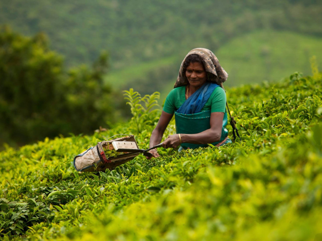 Munnar Holidays-慕那尔必去景点