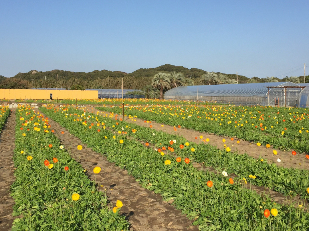 Boso Flower Line-馆山市必去景点