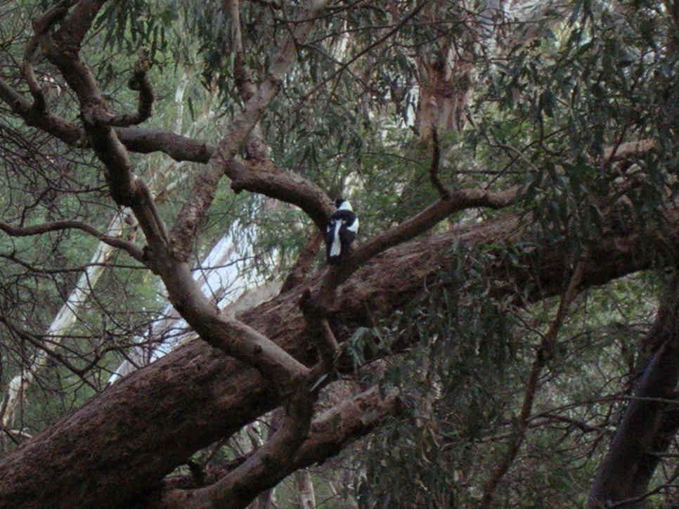 Goulburn River Trail景点图片