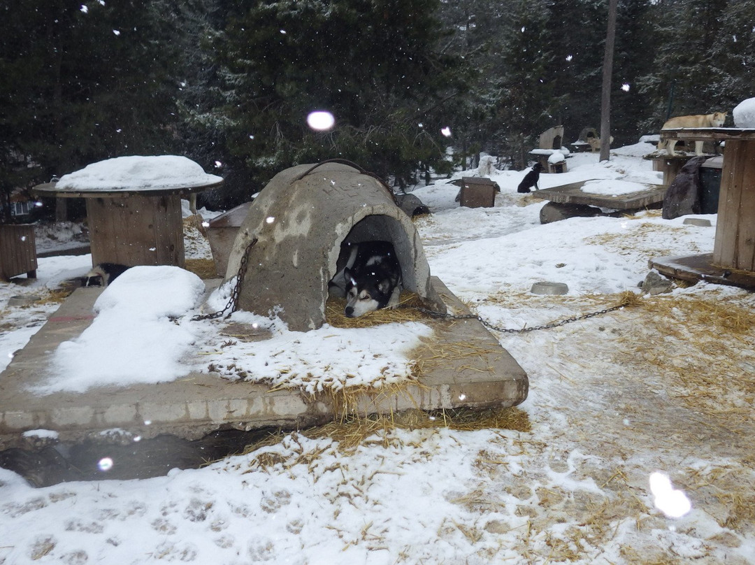 Dog Sled Adventures-Olney必去景点