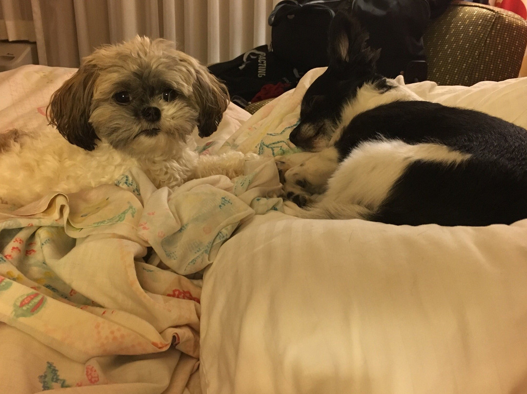 Boody酒店住宿-Decatur Conference Center and Hotel