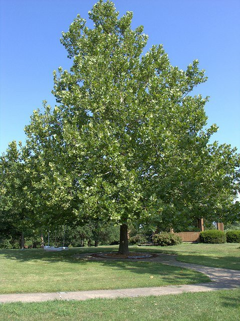 International Forest of Friendship-Atchison必去景点