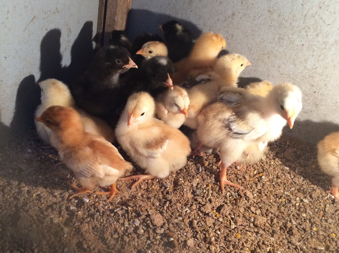 Sitio Paulista-Braganca Paulista必去景点