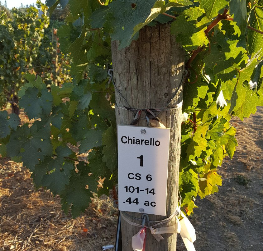 Chiarello Family Vineyards景点图片