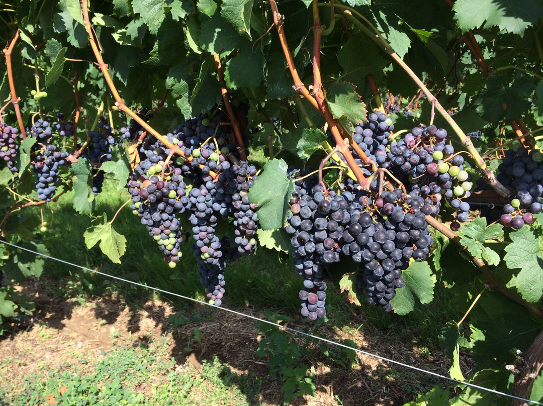 Contessa Wine Cellars Tasting Room-Coloma必去景点