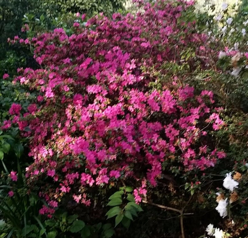 George Tindale Memorial Gardens-希尔布鲁克必去景点