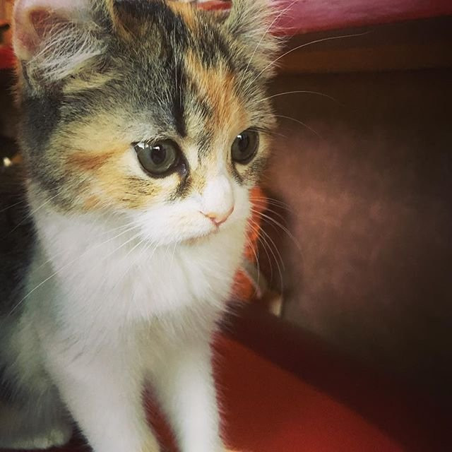 Cat Cafe Neko with fortune telling-别府市必去景点