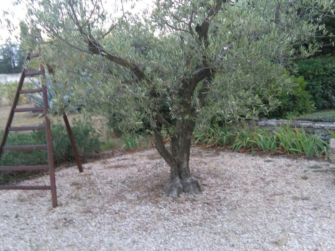 Mas des Bougainvillées主图