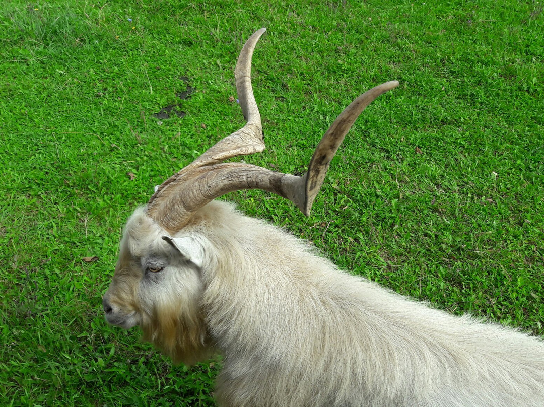 Zoo Safari Okrągle景点图片