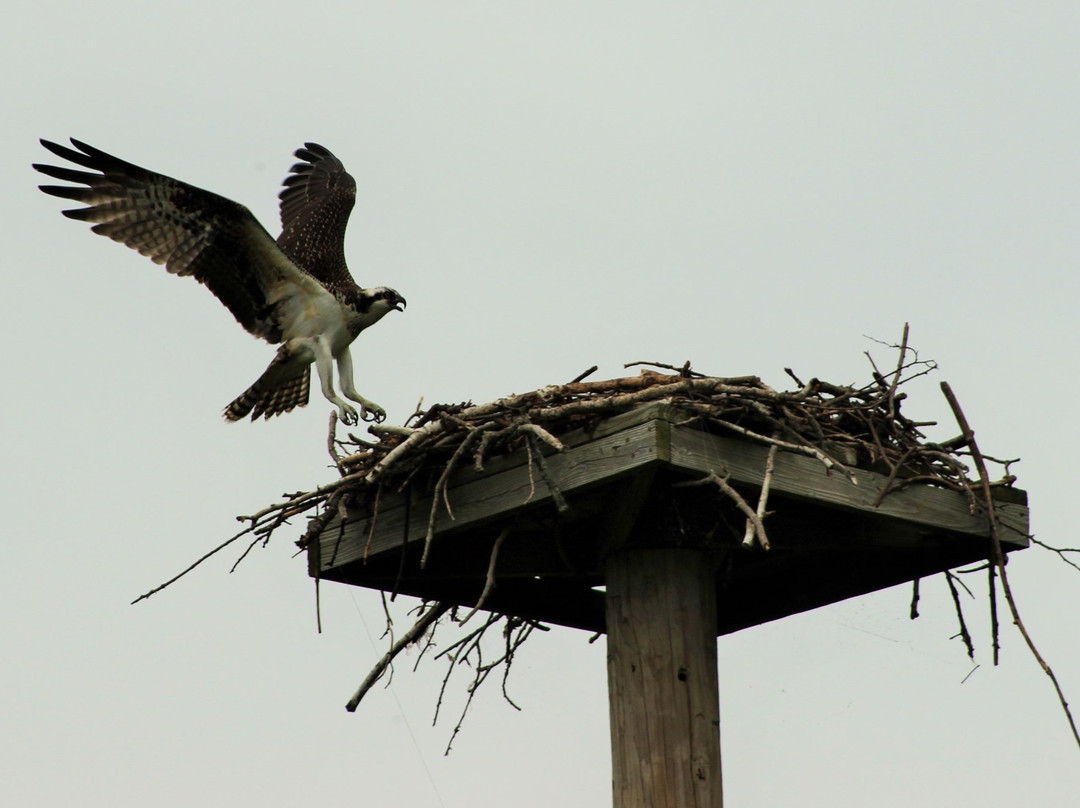 Edith G. Read Wildlife Sanctuary景点图片