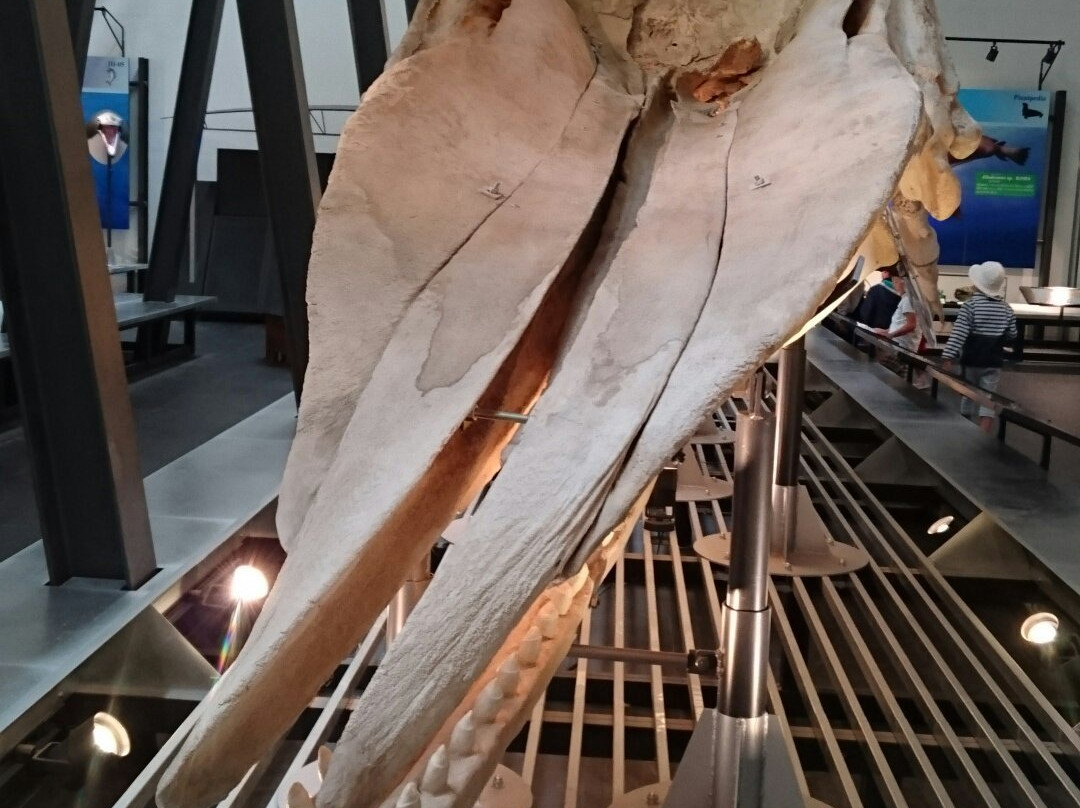 足寄动物化石博物馆-足寄町必去景点