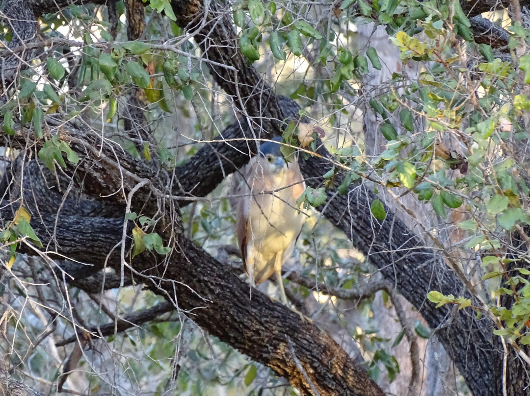 Mareeba Tropical Savannah and Wetland Reserve-马里巴必去景点