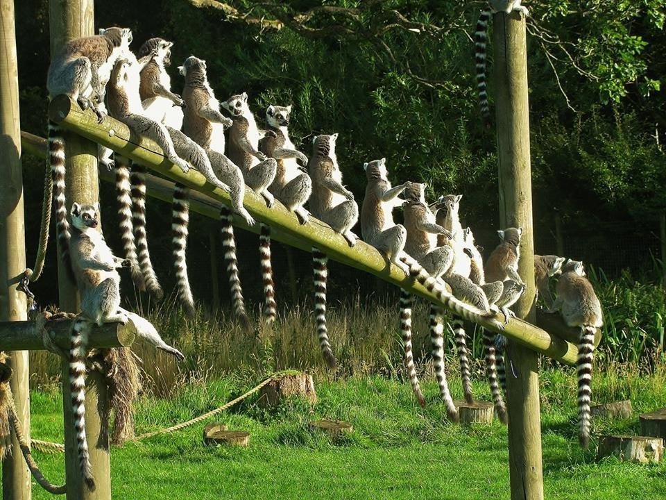 The Lake District Wildlife Park景点图片