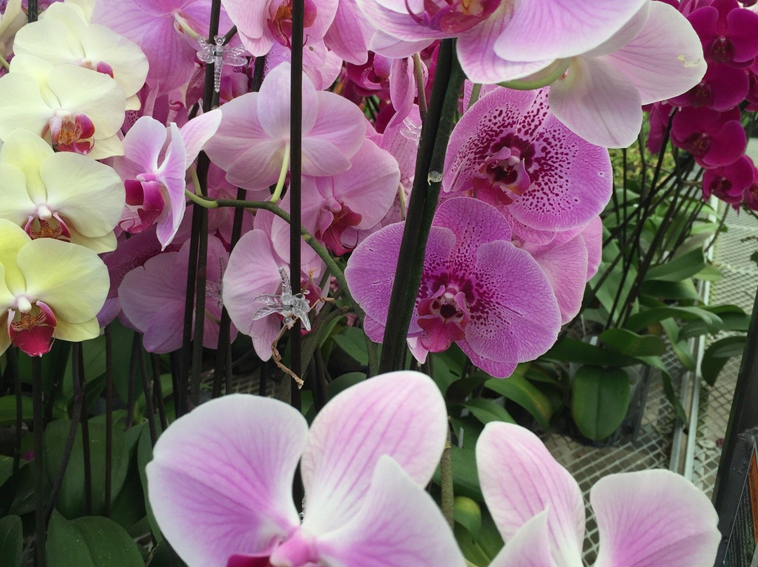 Gubler Orchids-Landers必去景点