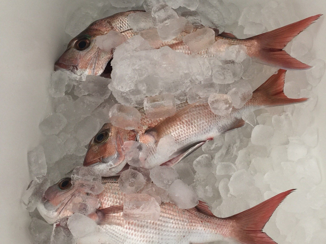 Topcat Fishing Charters景点图片