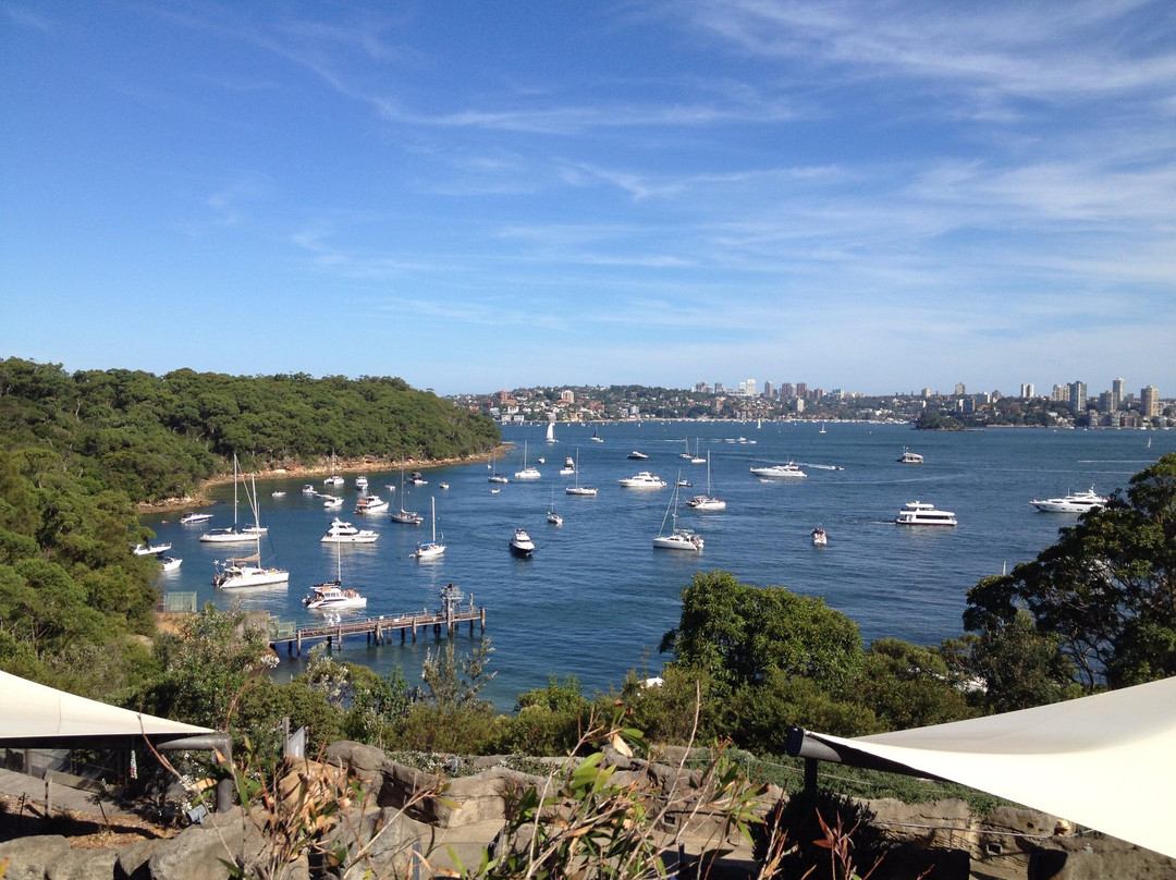 塔隆加动物园到曼利海滩漫步-悉尼必去景点