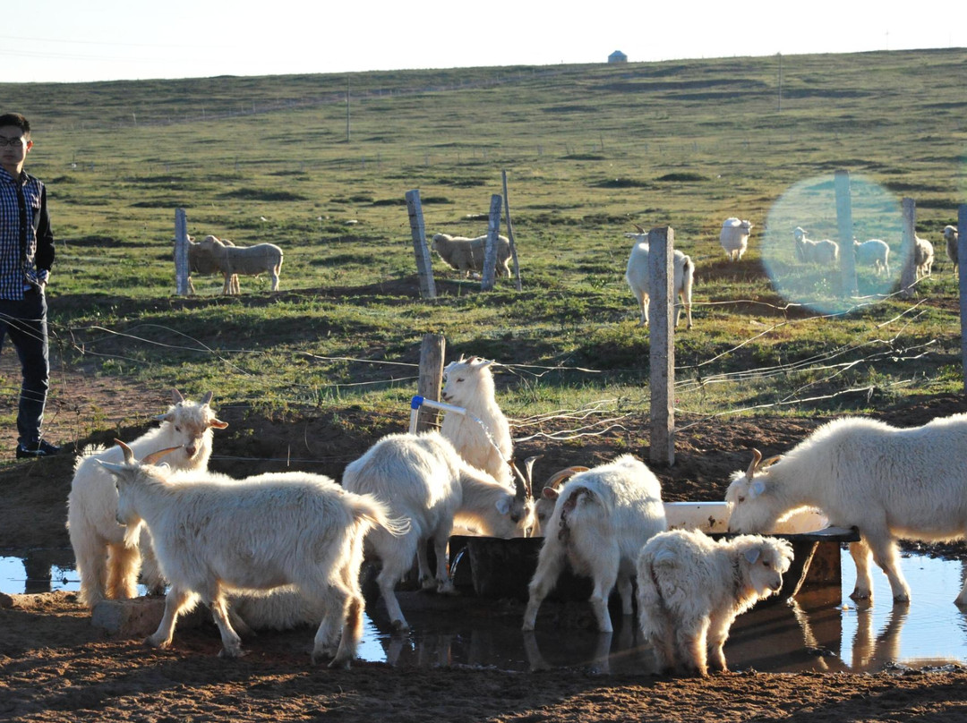 鄂尔多斯大草原-鄂尔多斯市必去景点