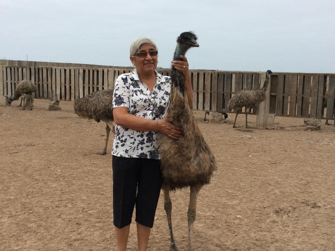 Aves Gigantes de Peru-Pimentel必去景点