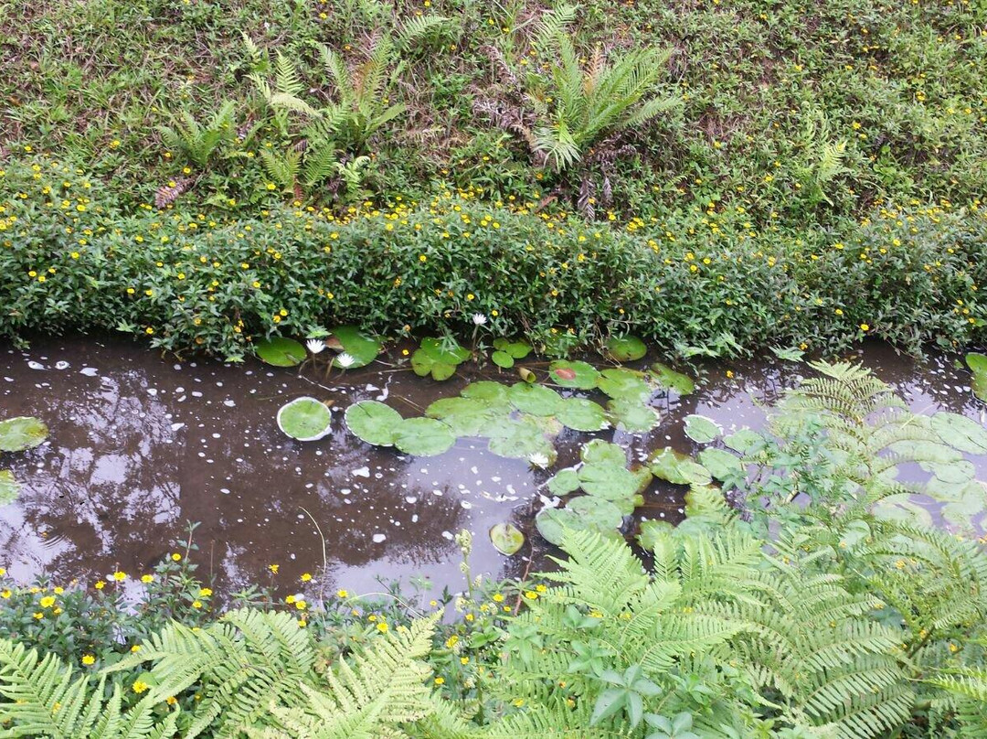 Jardim Botânico de São Paulo-圣保罗必去景点