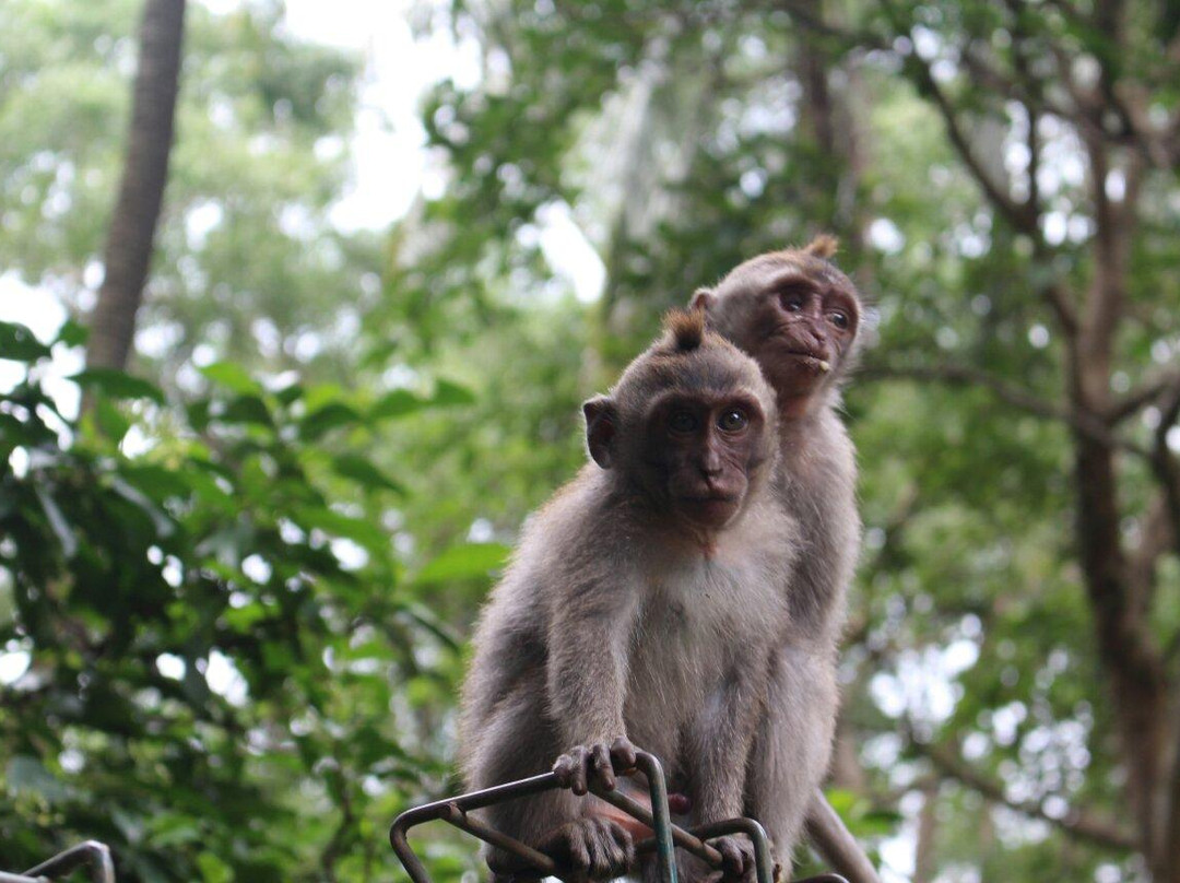 Holy Bali Tour - Day Tours-库塔必去景点