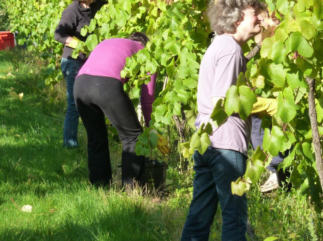 Bothy Vineyard-罗契斯特必去景点