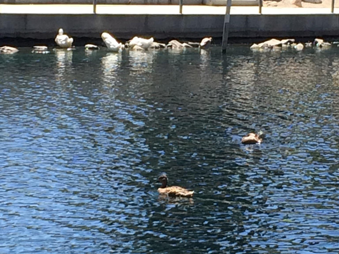 Laguna Lake Park-富乐顿必去景点