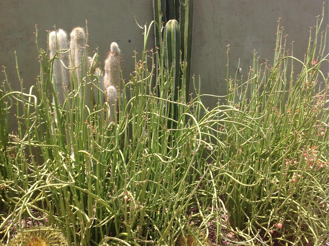 Tucson Desert Art Museum-图森必去景点