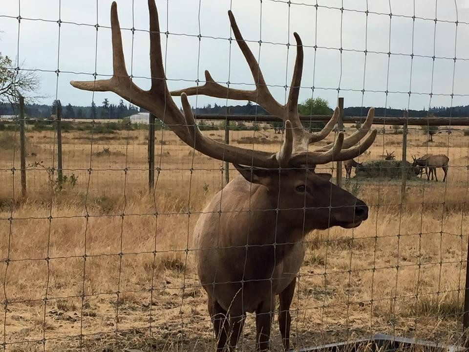 Rosse Posse Acres Elk Ranch-Molalla必去景点