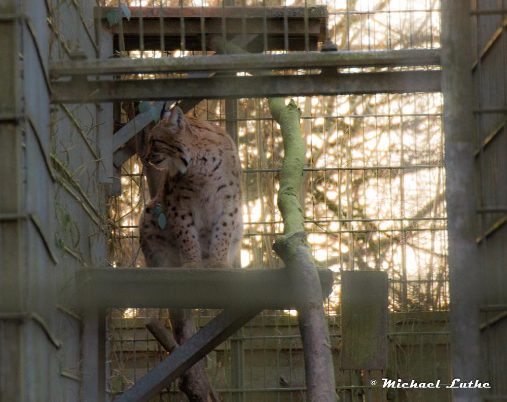 Wildpark Reuschenberg景点图片