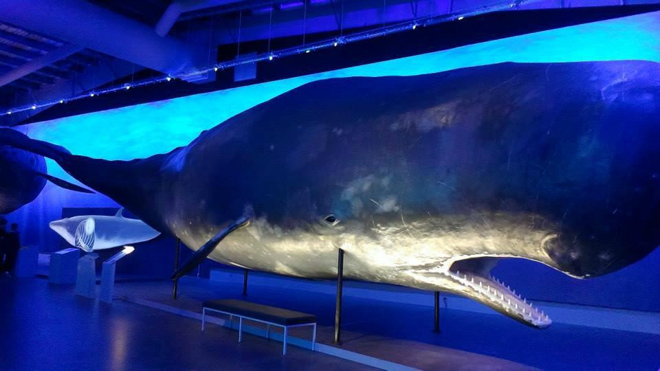 冰岛之鲸-雷克雅未克必去景点