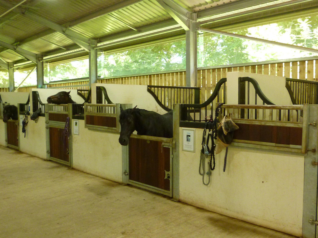 The Mare and Foal Sanctuary