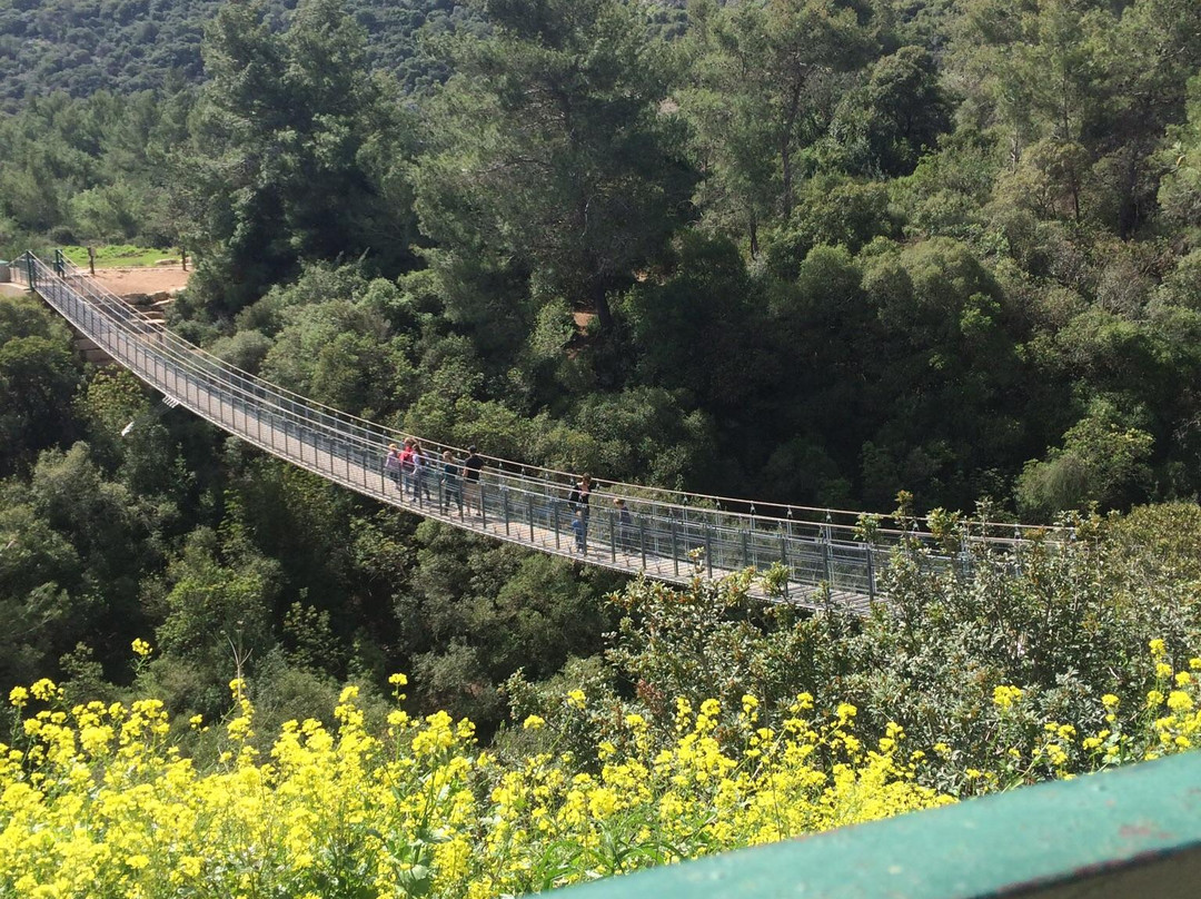 Hanging Bridge at Nesher Park-Haifa必去景点