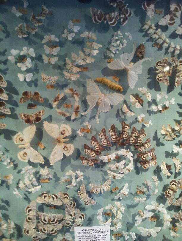 Woodman Institute Museum景点图片