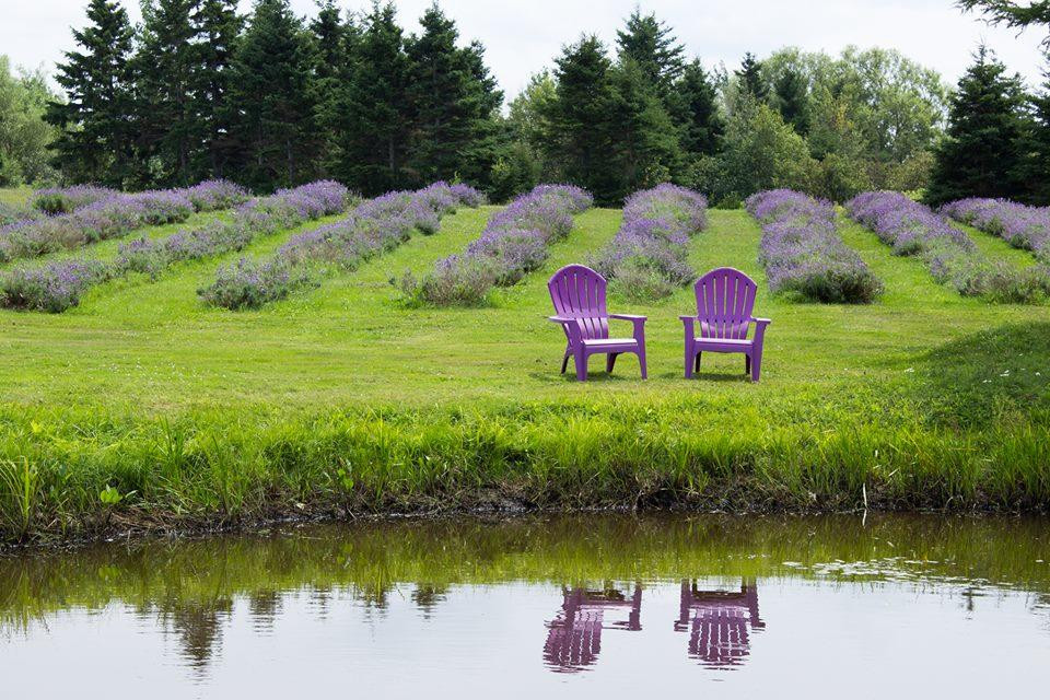 Seafoam Lavender Company and Gardens-Seafoam必去景点
