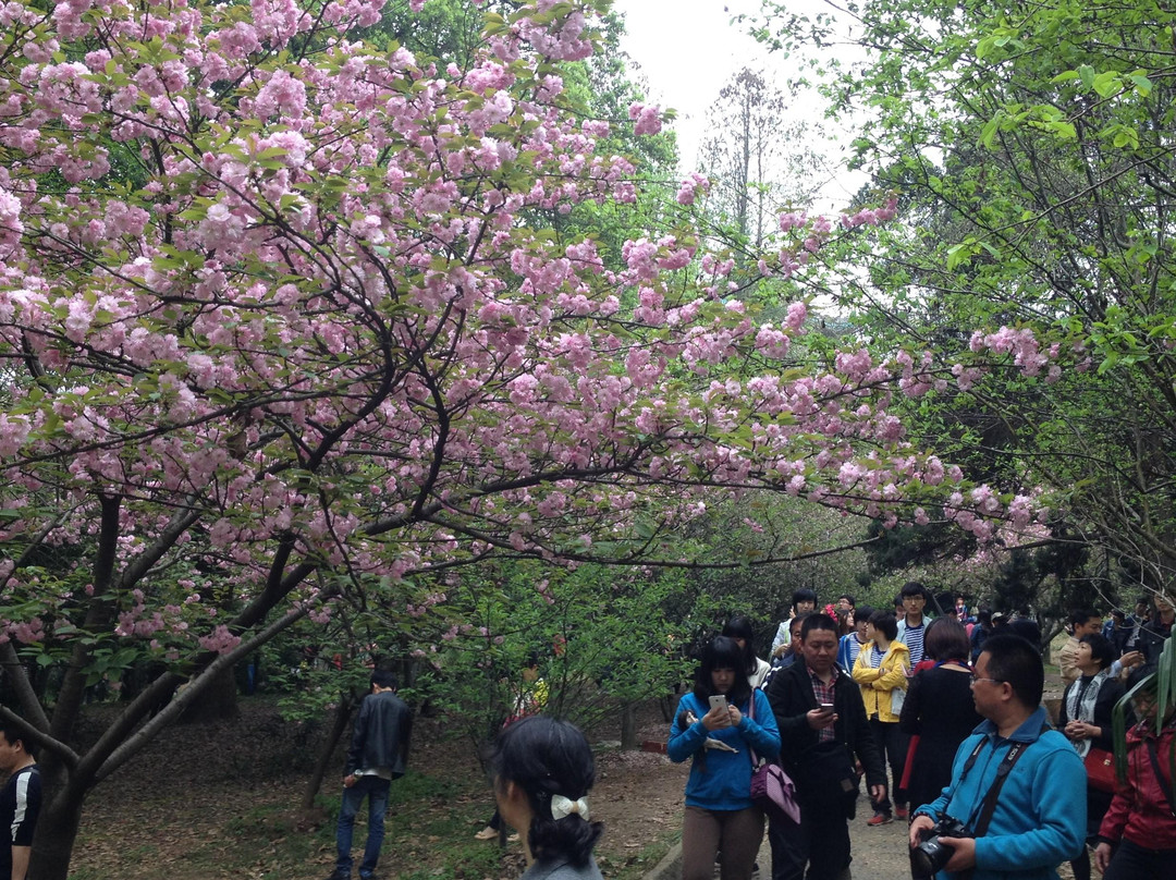 武汉大学-武汉市必去景点