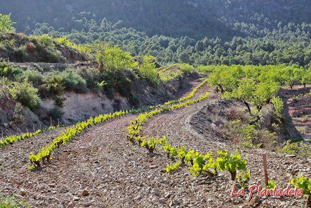 Celler Sabate-La Vilella Baixa必去景点