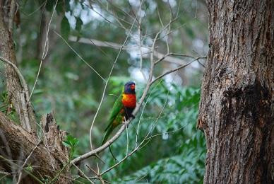 Callala Bay, Beach Bed and Breakfast主图