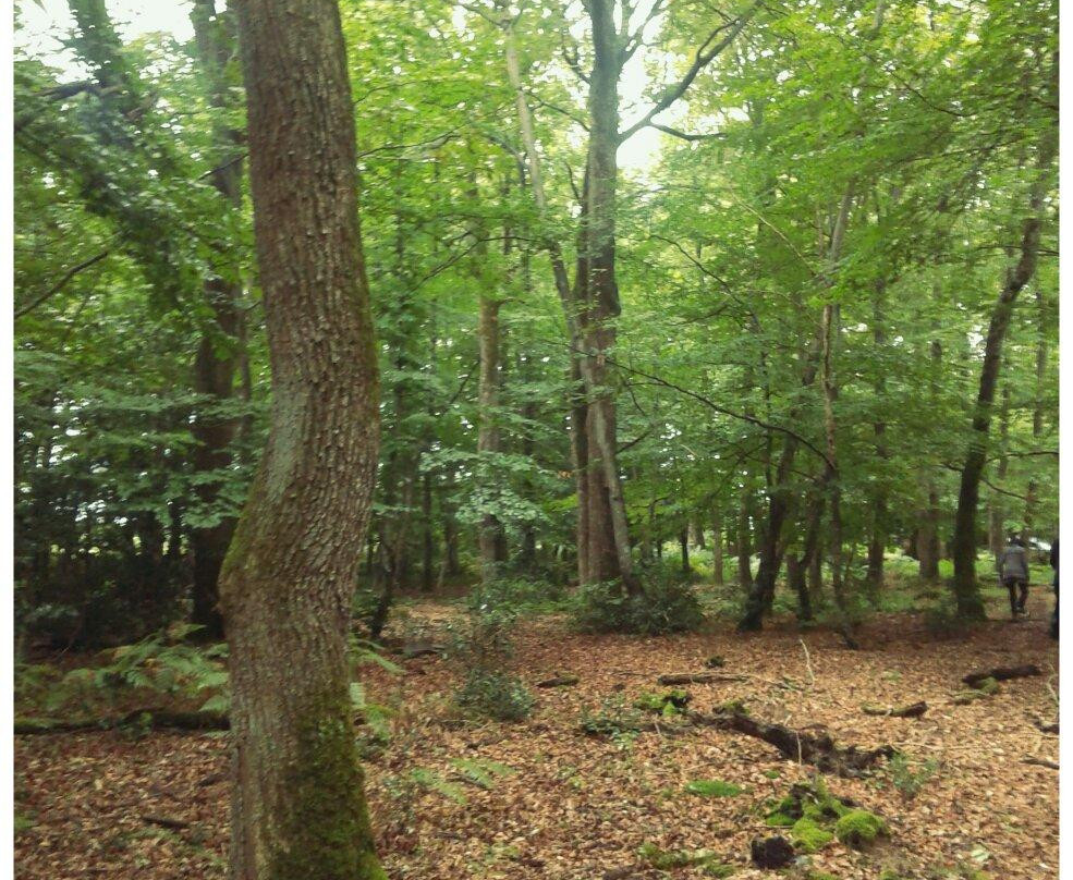 Forest of Tronçais景点图片