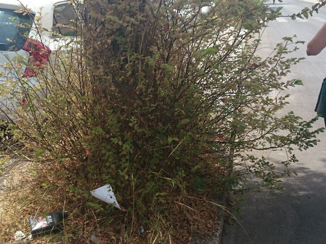 巴勒莫嘉布遗修院地下墓室-巴勒莫必去景点