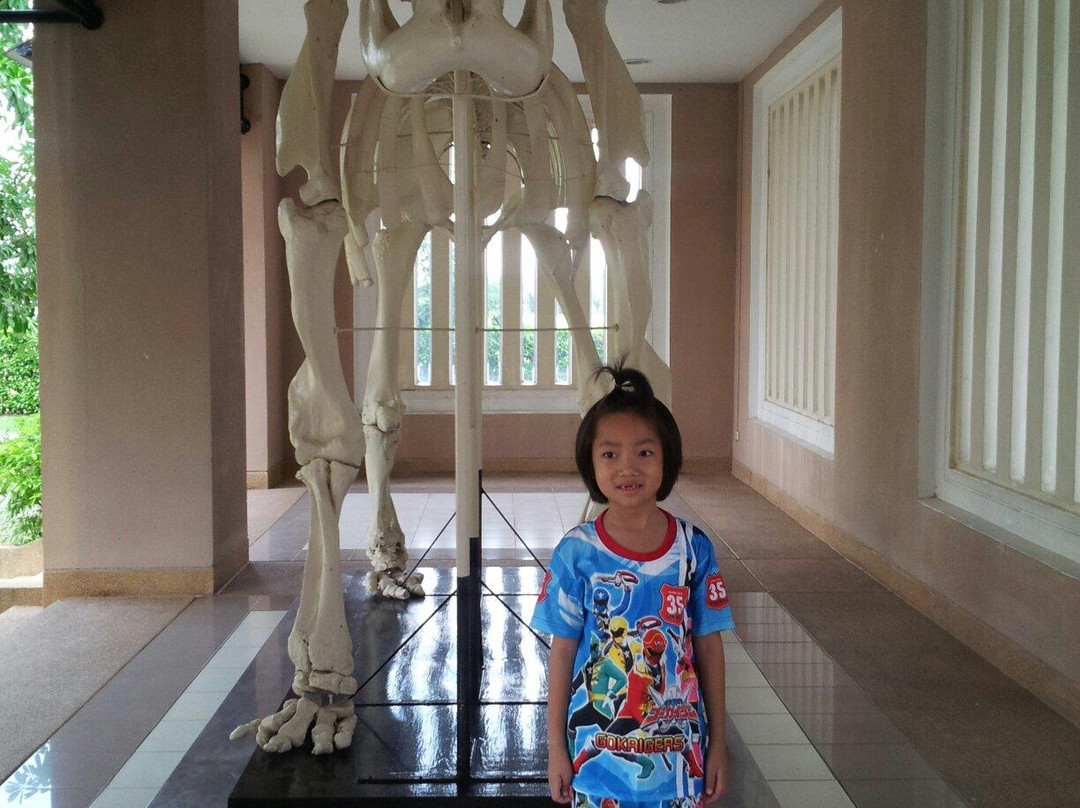 Surin National Museum景点图片
