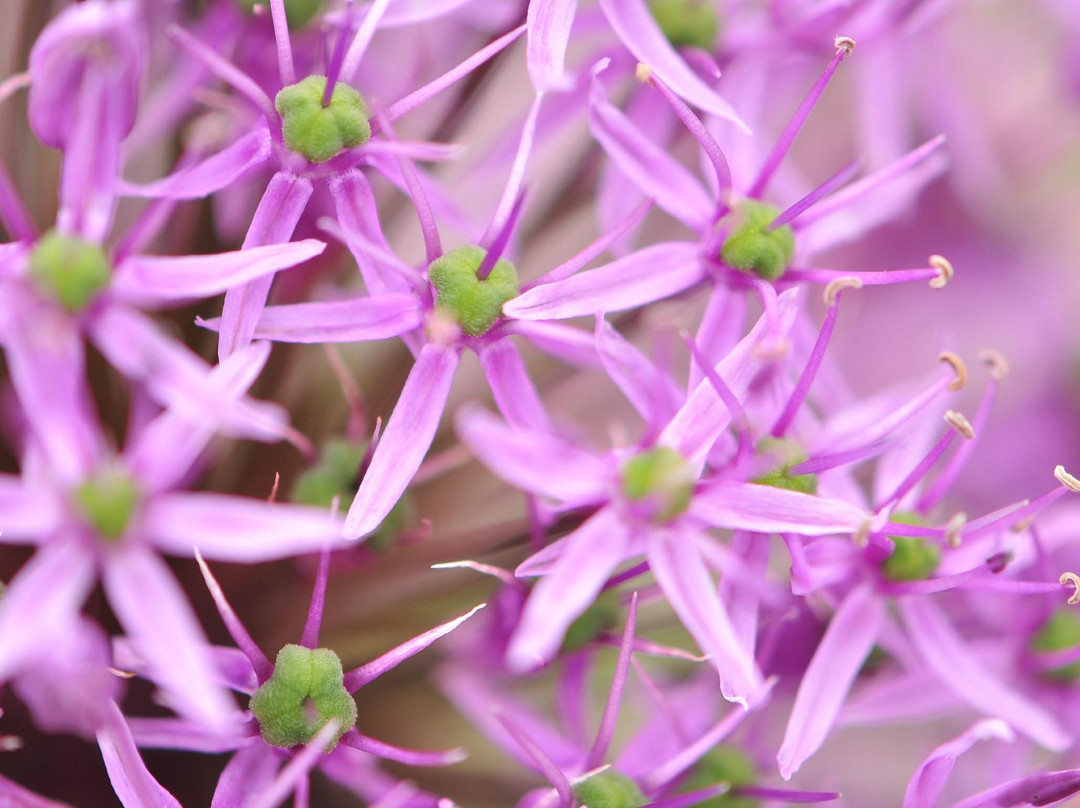 Presby Iris Gardens-Upper Montclair必去景点