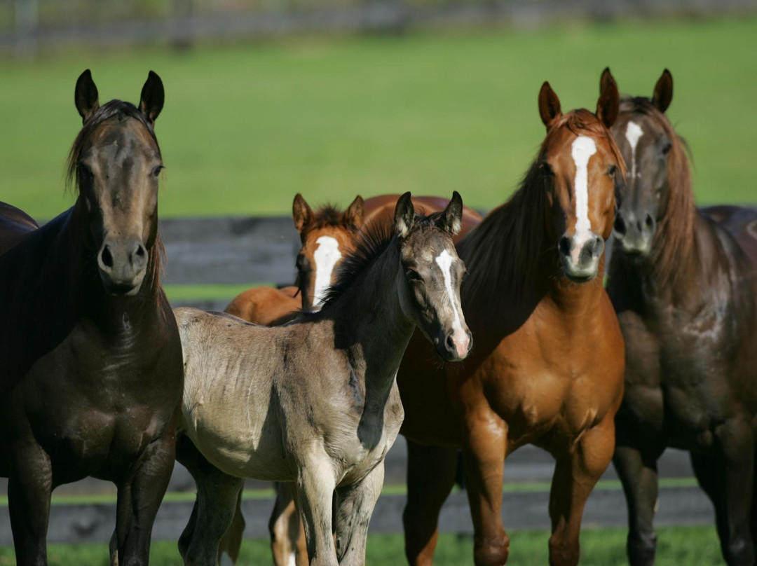 Happy Acres Ranch-Dunnellon必去景点