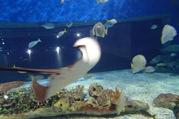 马尼拉海洋公园-马尼拉必去景点