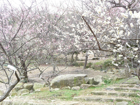 Ume Tree Parks-龙野市必去景点
