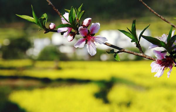 江岭梯田风光-婺源县必去景点