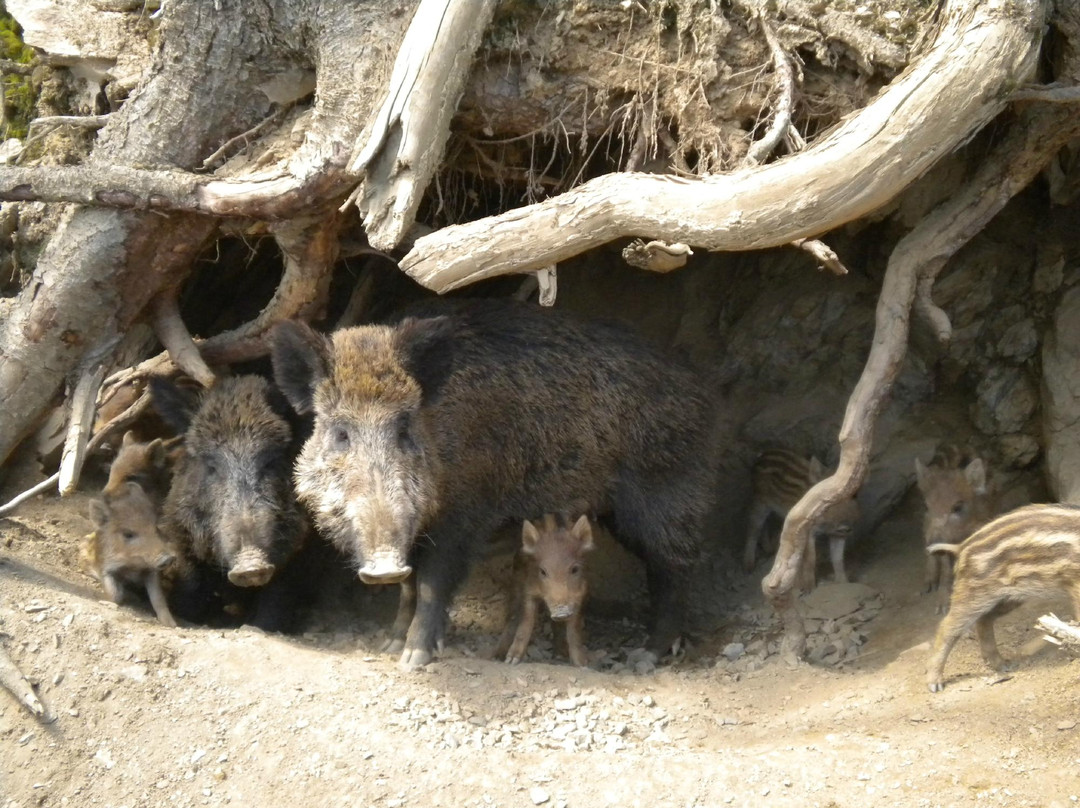 Wildpark Assling景点图片
