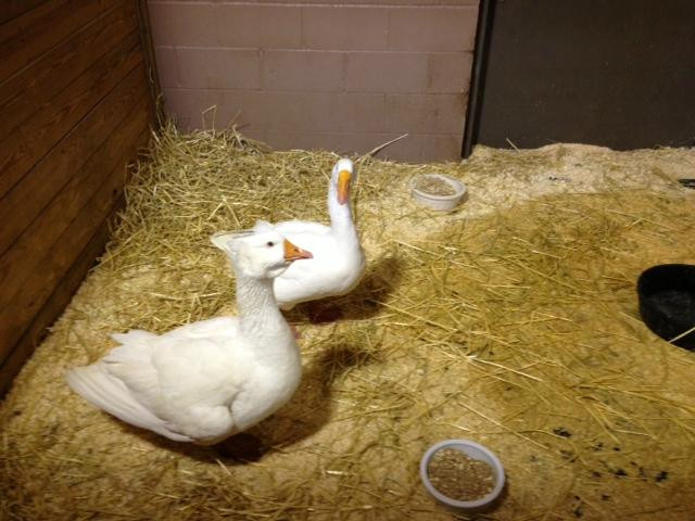 Lollypop Farm, Humane Society of Greater Rochester-Fairport必去景点