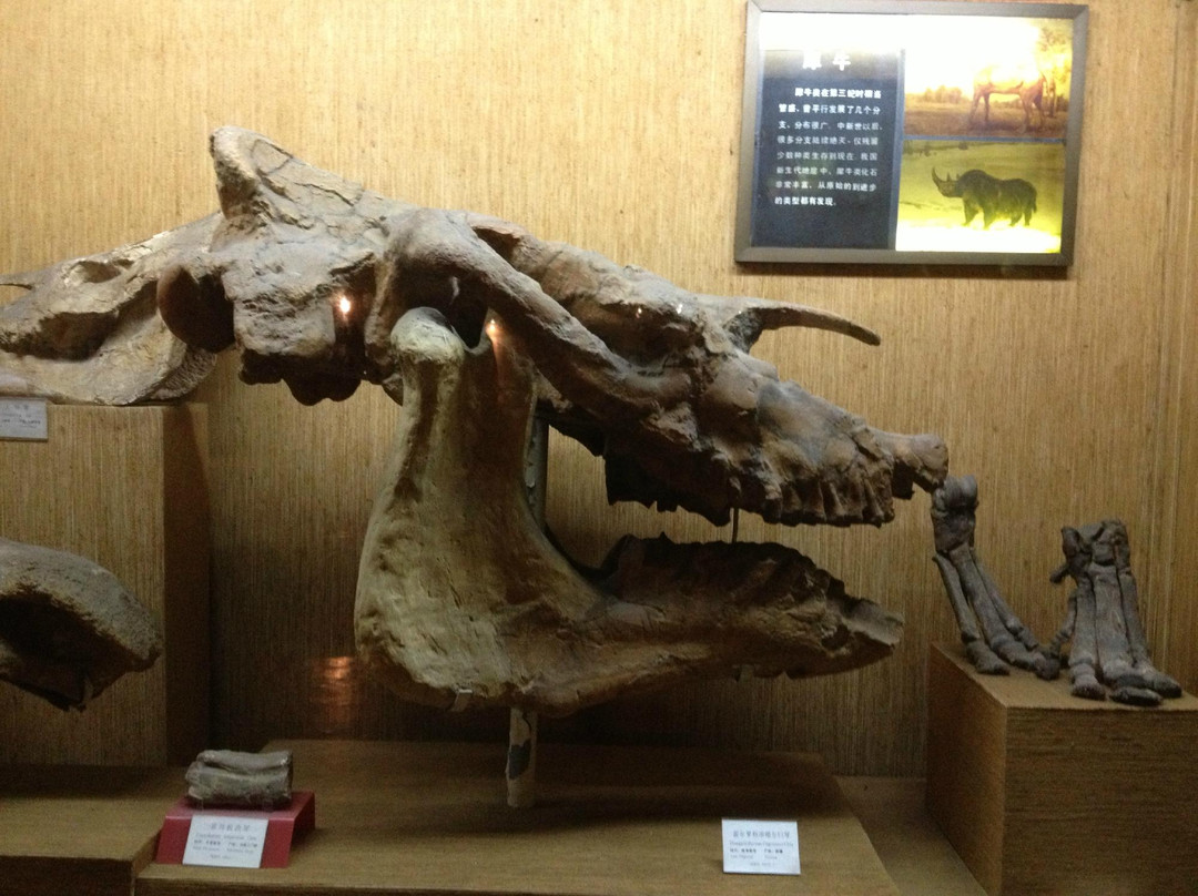 上海自然博物馆(静安新馆)-上海市必去景点