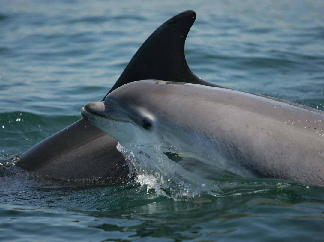 Dolphinwatch景点图片